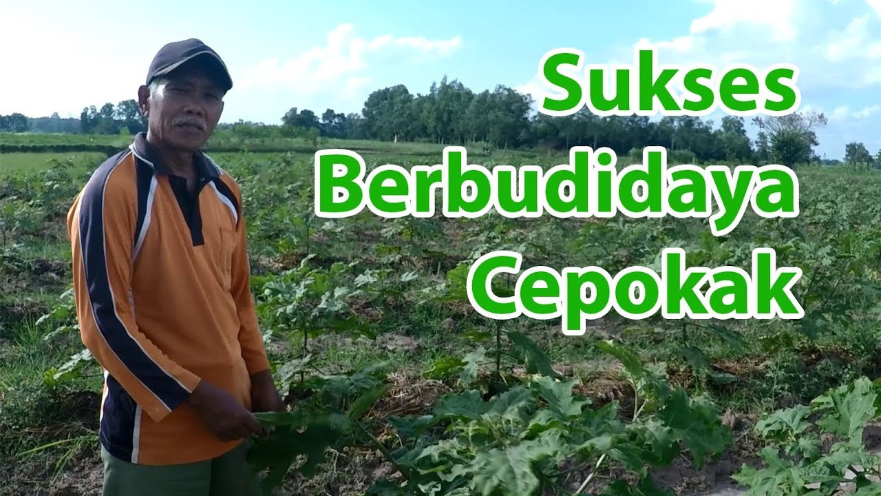 Sukses Berbudidaya Cepokak | Teknik Menanan Cepokak #Takokak #Terong Pipit #Rimbang