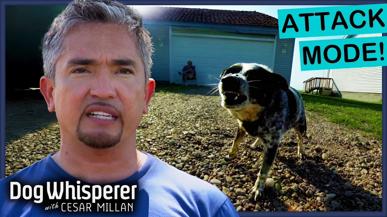 Out-of-Control Guard Dog Bites Every Visitor! | S3E2 Full Episode | Dog Whisperer With Cesar Millan