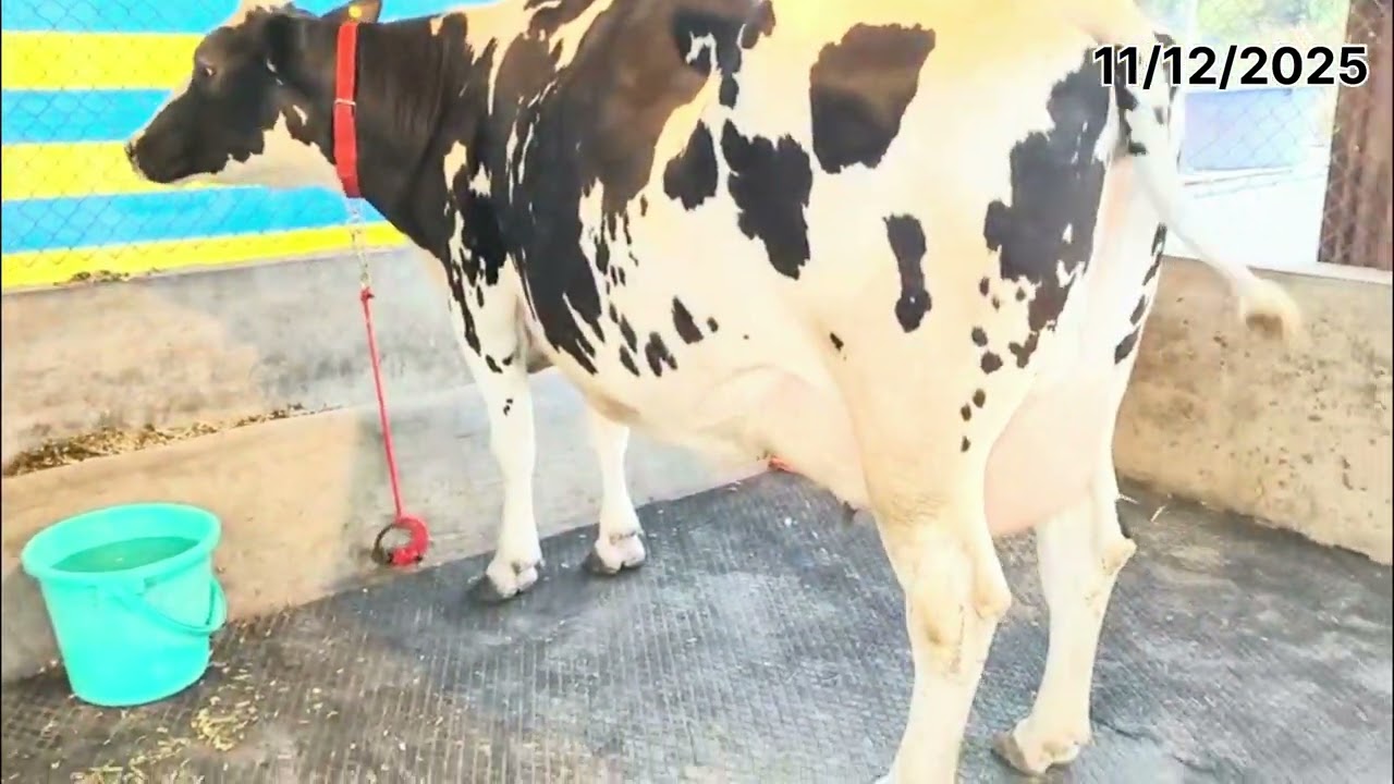 50 लिटर गाई च नियोजन कस करायच? पैलवान डेयरी फ़ार्म # सागर पैलवान 