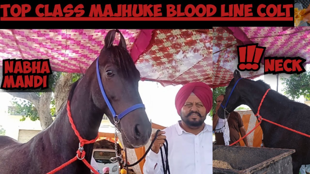 Top class majuke blood line colt at nabha| punjab horse fair|nabha mandi2025 @gursewakdairyfarm6614 