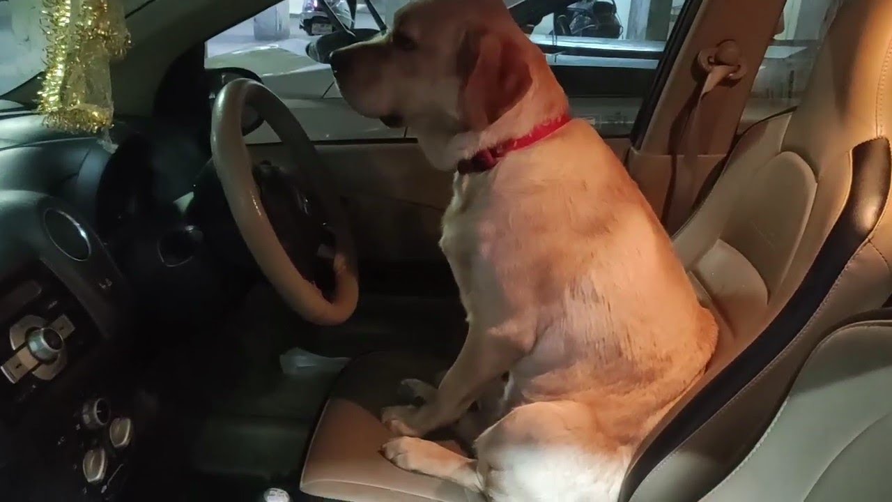 Labrador MILO think that he can drive a car🤪
