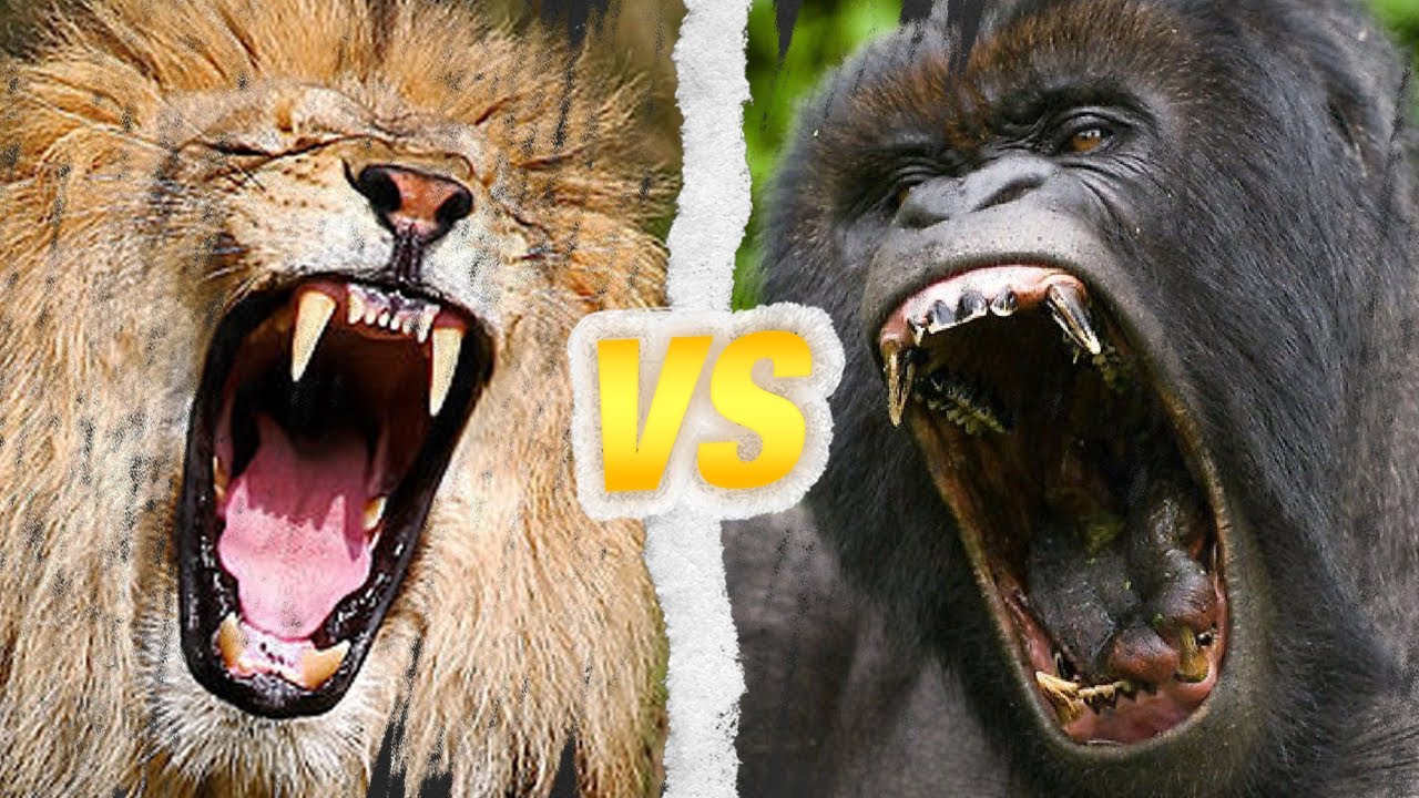 LION D'AFRIQUE vs GORILLE : Qui est le roi ?
