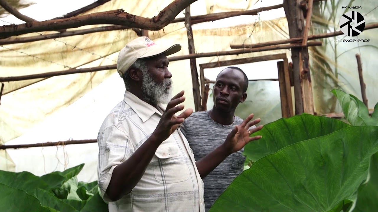 Arrow Root Cultivation In a Greenhouse