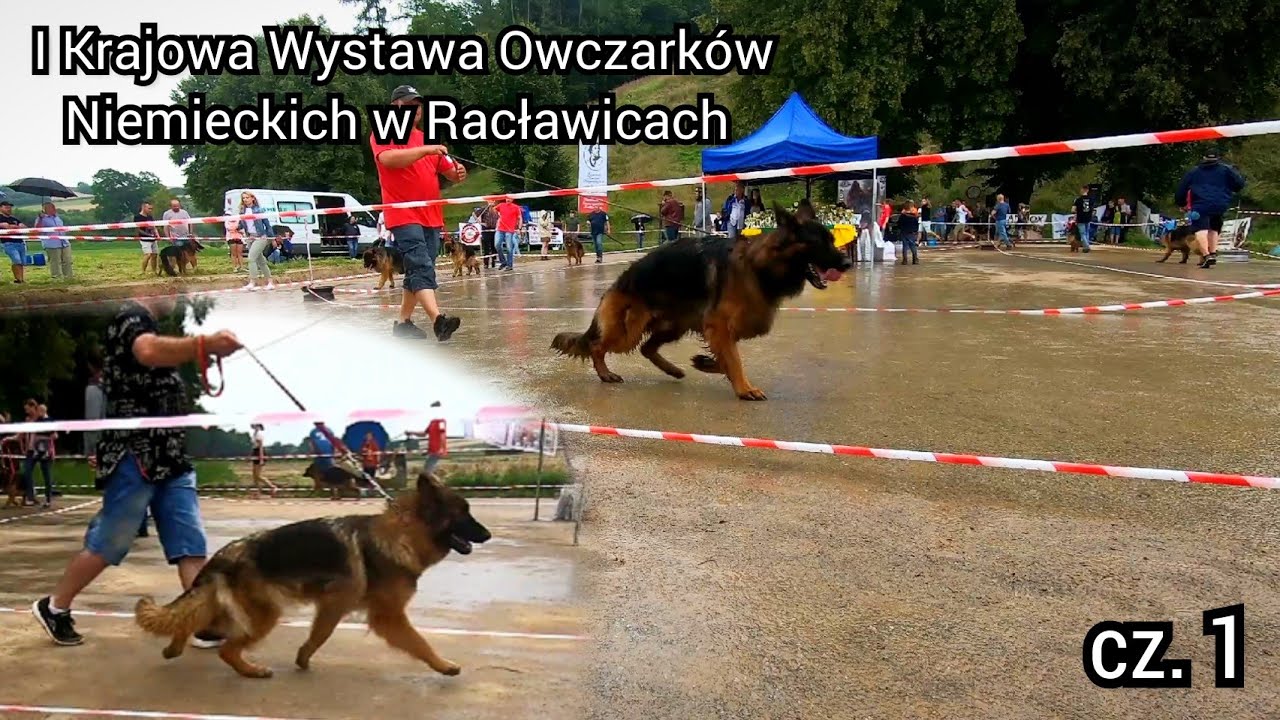 FANCLUB | I Krajowa Wystawa Owczarków Niemieckich w Racławicach | cz. 1
