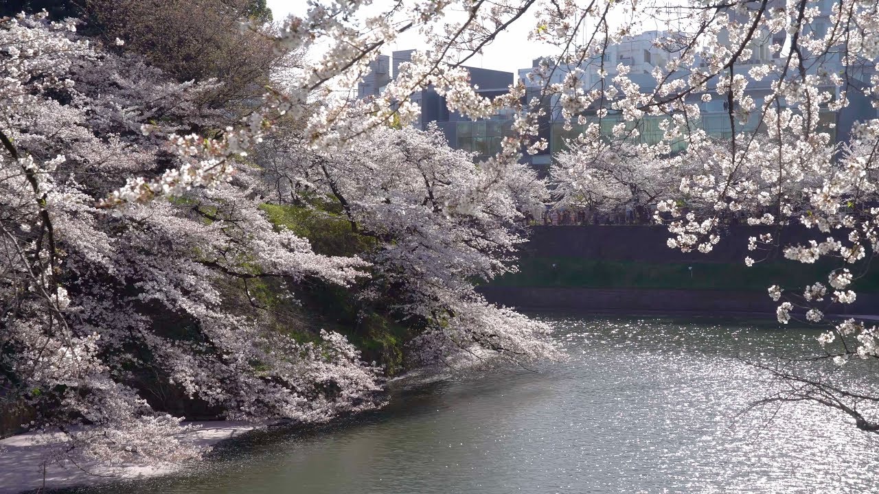 2019 散り際の千鳥ヶ淵の桜(4K) Cherry Blossoms At Chidorigafuchi Ready To Fall(UHD)