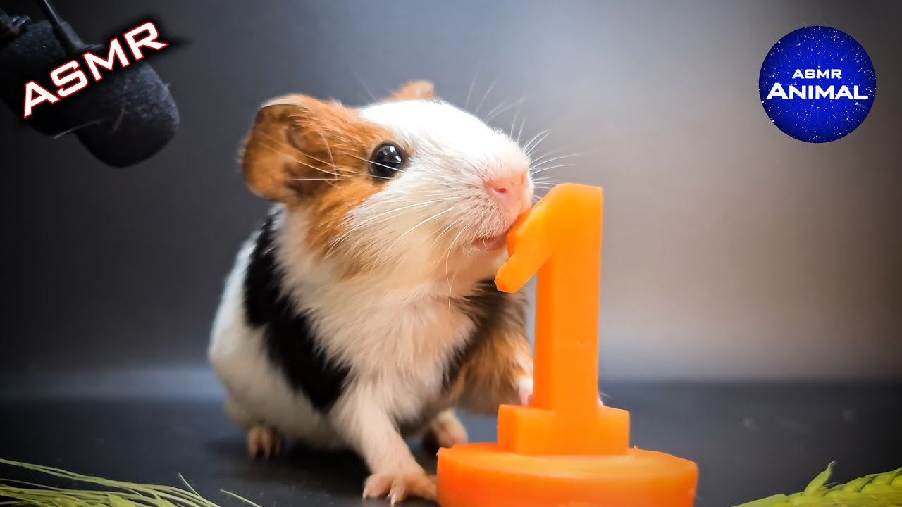 Guinea Pig Eating Carrot ASMR #1