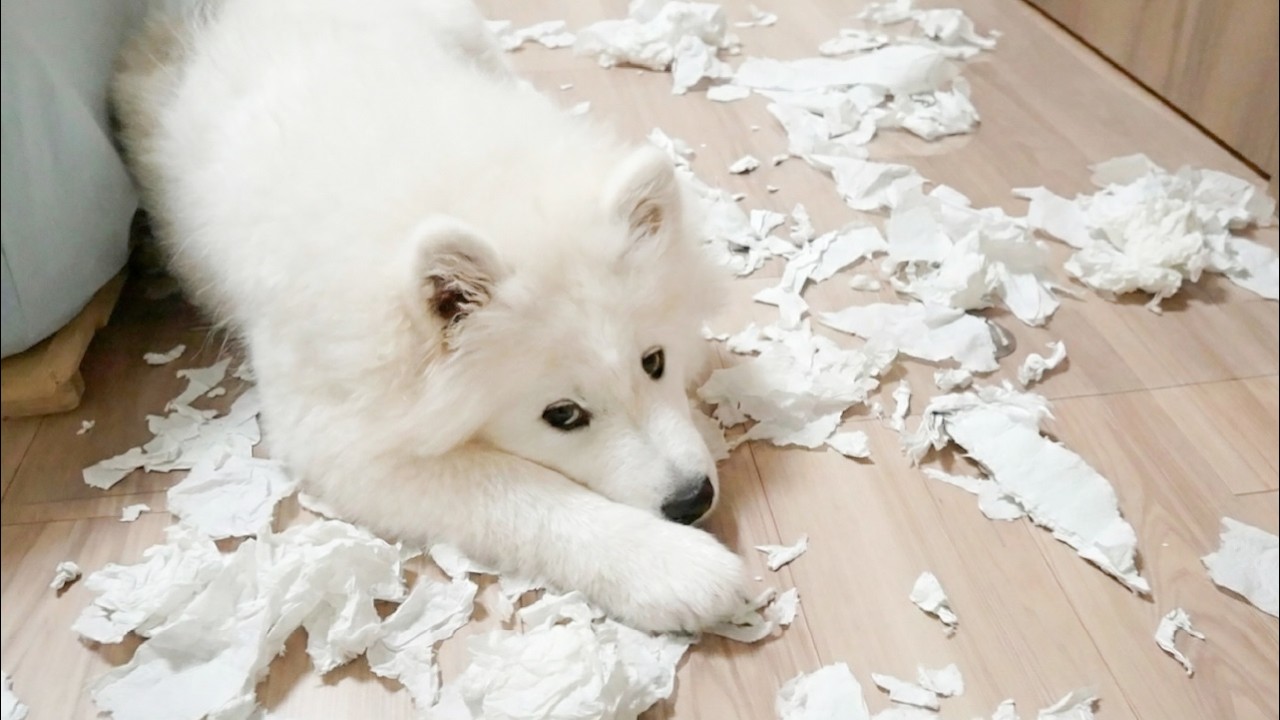 深夜２時にコソコソといたずらを楽しむ生後４ヶ月の子犬がやんちゃ過ぎました…