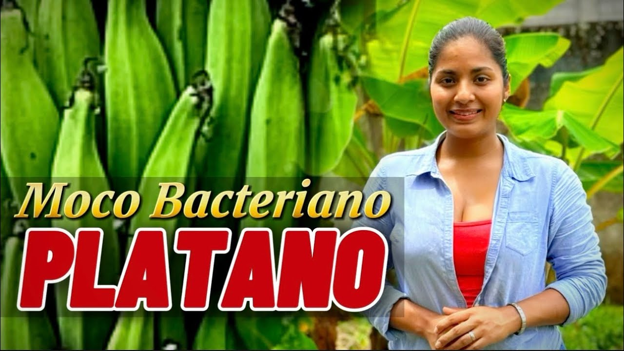Aprende el manejo del moco bacteriano del plátano. Descarte de plantas afectadas y prevención.