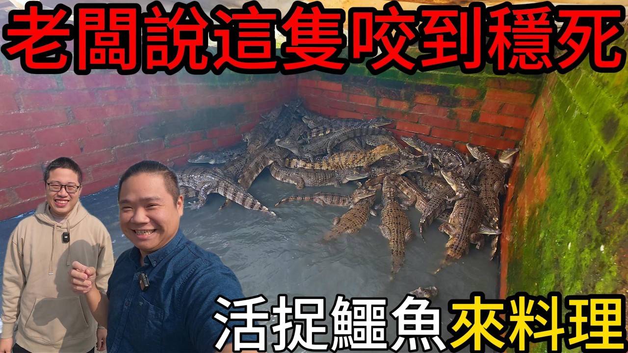 咬一口必沒命，拿命在賭的高風險養殖丨抓一隻來試試活鱷料理7吃@打魚王翔哥 