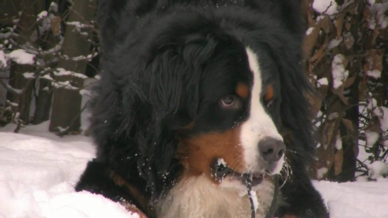 Berner sennen, Boris winter 2010.mp4