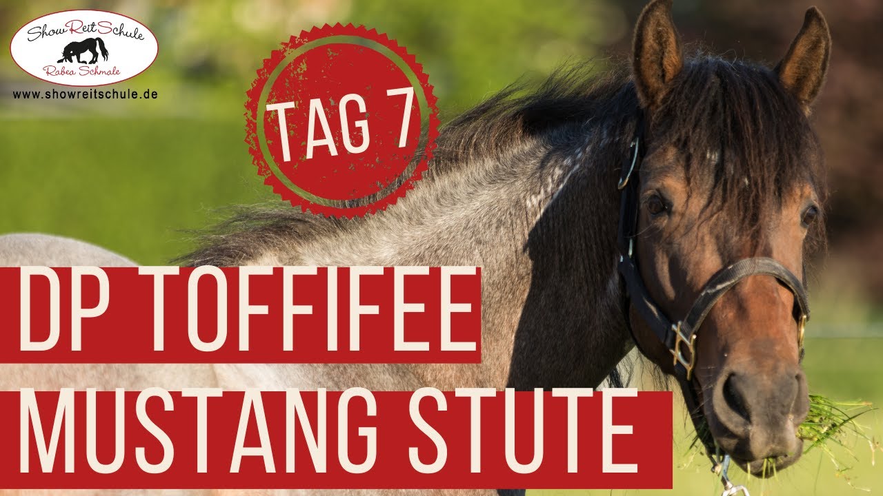 Ausbildung zum Pferdetrainer - Rabea Schmale - Arbeit mit Mustang