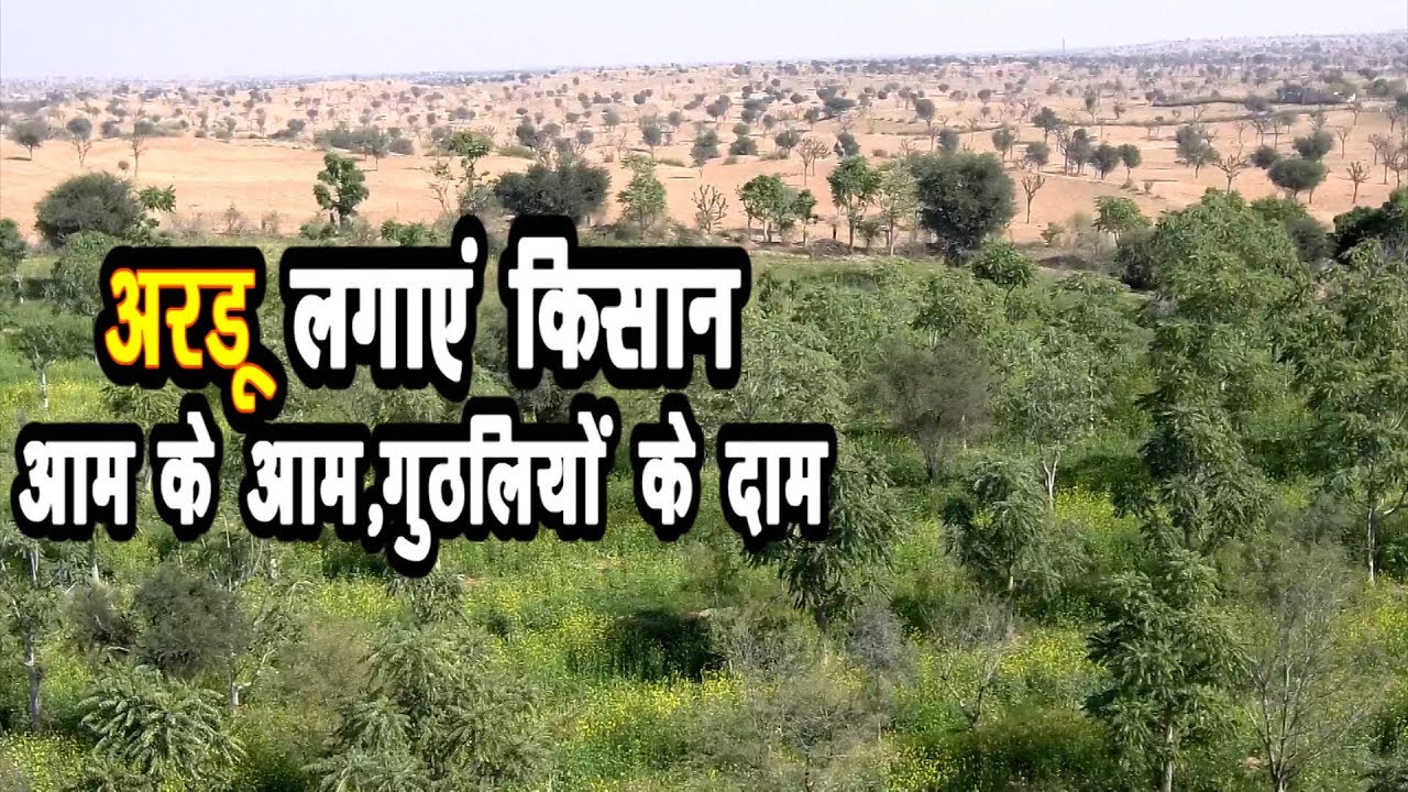 OrgenicFarming-जैविक खेती अरडू लगाने के कई फायदे ||Thar Shobha थार शोभा खेजड़ी||