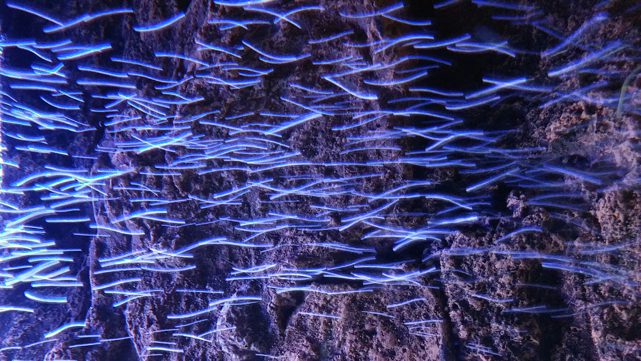 Blue dream shrimp Tank Live Stream