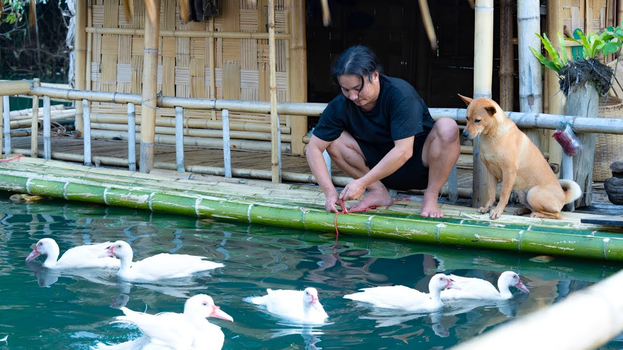 How I made railings, windows and bamboo beds for my riverside shelter - Animal care, cooking