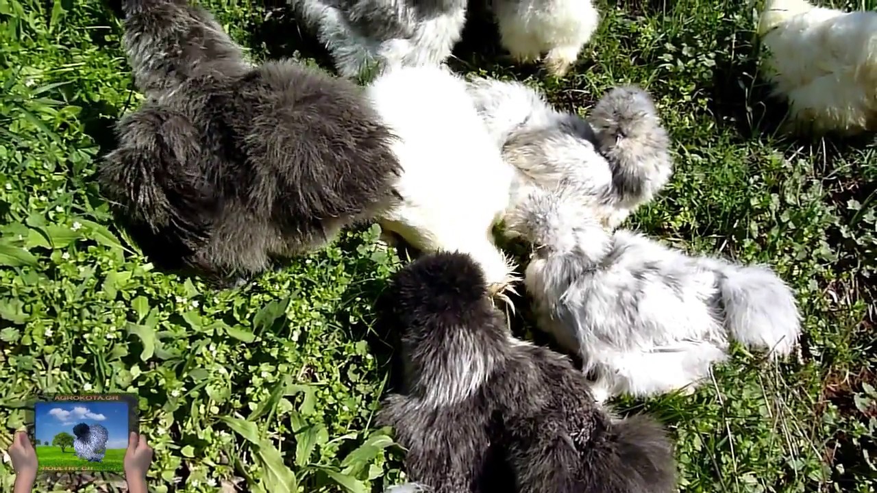 Beautiful/Cute White Silkies,Gray Silkies,,Splash Silkies,  AGROKOTA.GR