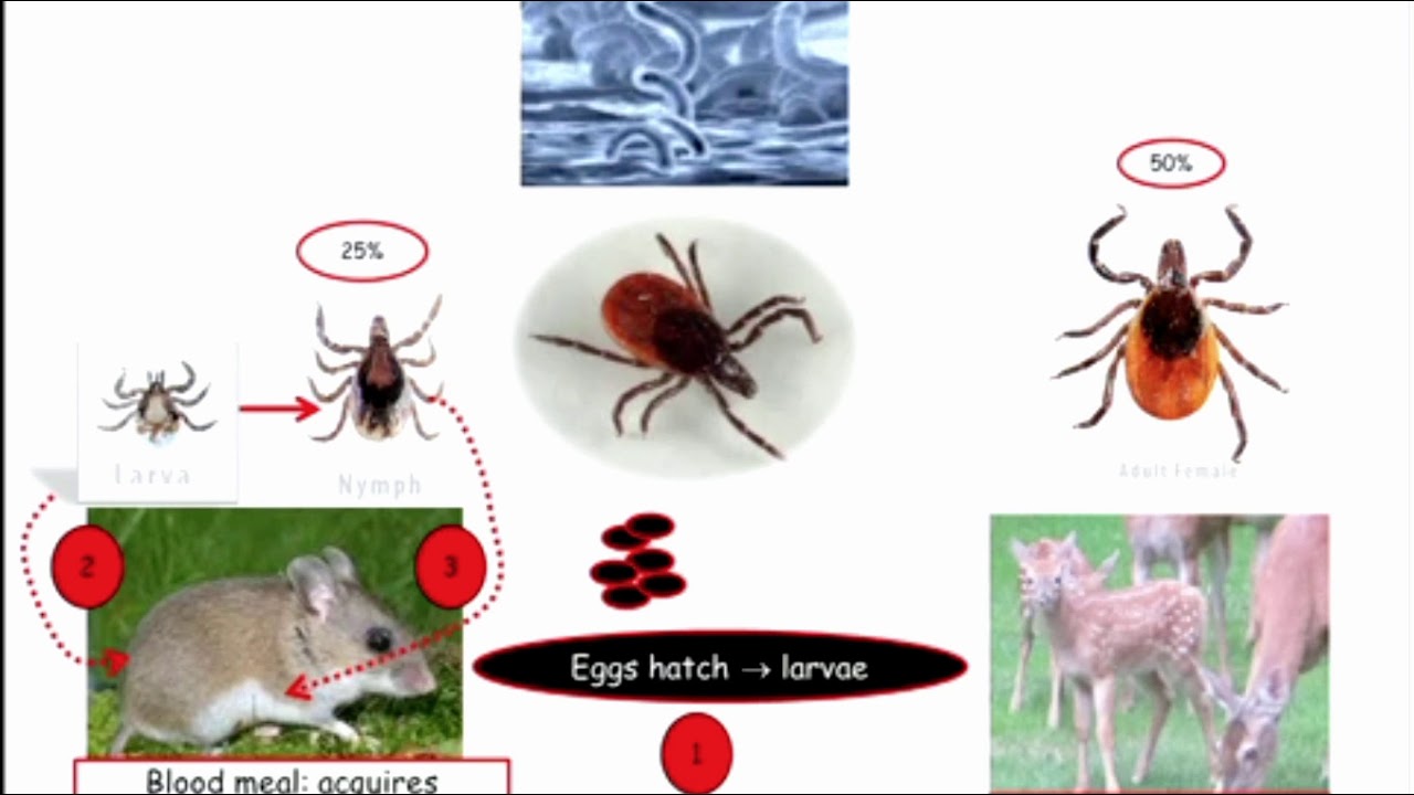12DaysinMarch, Podcast Series, Lyme Disease for the USMLE Step One Exam