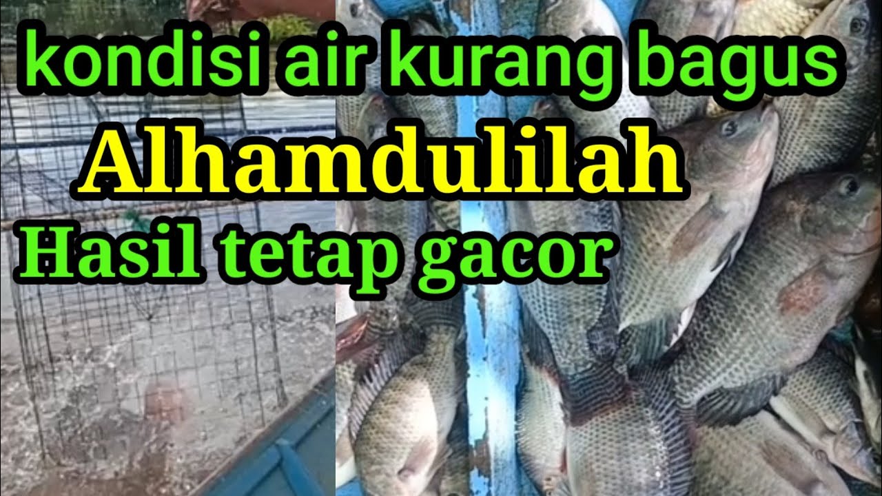 Perangkap/bubu ikan nila liar dua kali angkat dapat banyak hasilnya