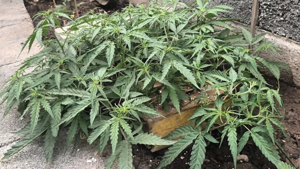 Defoliaci&oacute;n A Planta De 4 Meses, Con T&eacute;cnica LST. #informativo #jard&iacute;n #cultivo #exterior #plantas