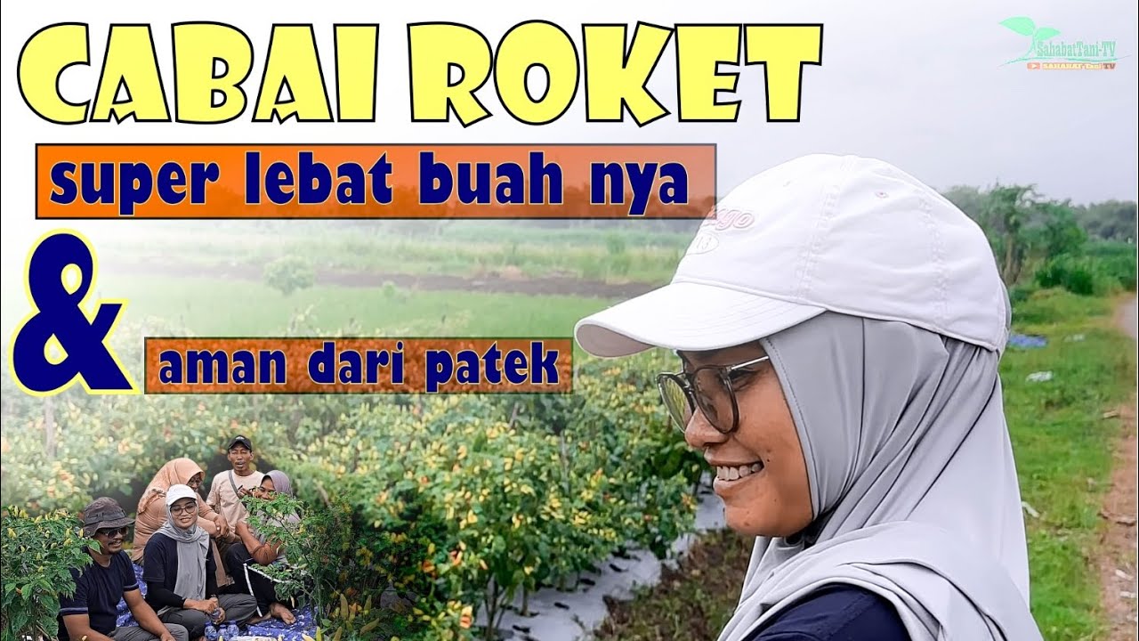 Cabai roket buah super lebat aman dari patek