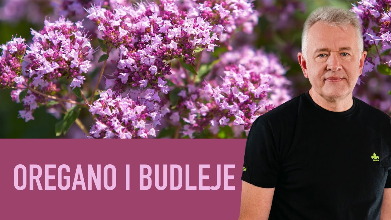 KRONEN 2023 - Oregano i Budleje