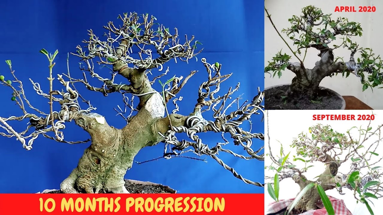 HOW TO MAKE BONSAI TREE