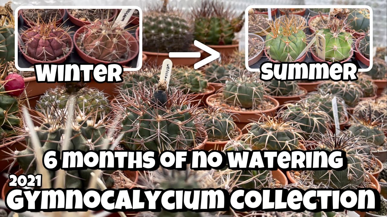 Gymnocalycium Collection Tour Oct 2021 | before and after | Cactus winter and summer look