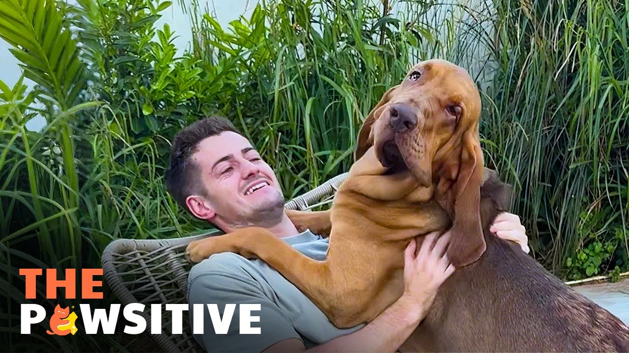 Уолтер, собака, которая, по сути, комик 🐶😂 | The Pawsitive