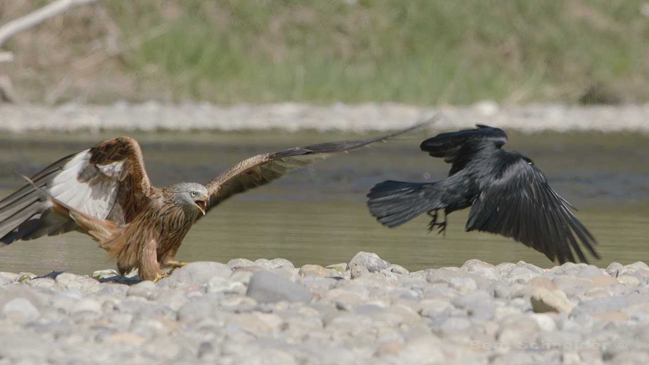 Milan zeigt einer Kr&auml;he, wer der Chef ist / Red kite shows crow who the boss is