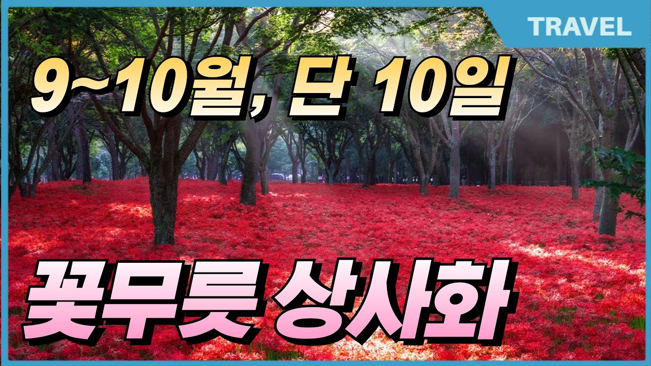 9~10월에 놓치면 후회하는 대한민국 대표 가을꽃축제 여행지 5곳 추천 | 불갑산꽃무릇 | 선운사꽃무릇|함평용천사상사화축제|축제정보|축제기간 #상사화, #꽃무릇, #가을축제,