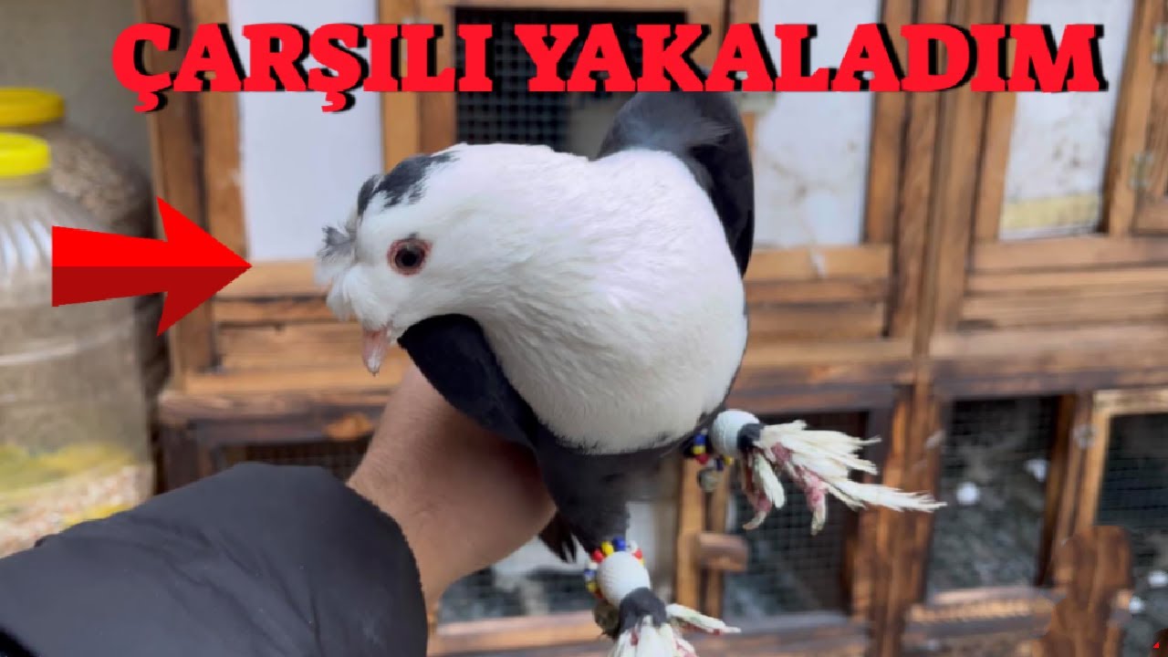 Bölük Kaçak Güvercin Getirdi ( Çarşılı Yakaladım )