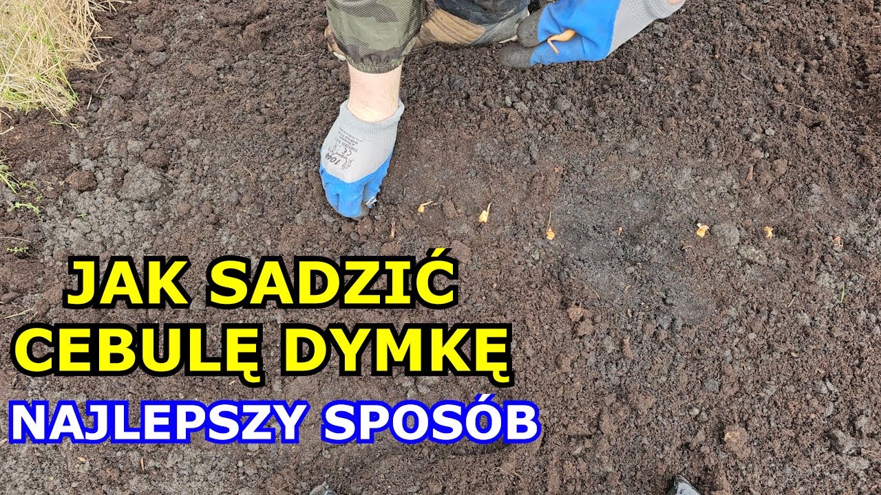 Jak sadzić Cebulę Dymkę - Najlepszy sposób na sadzenie Cebuli | Sąsiedztwo, Rozstaw, Uprawa Cebuli