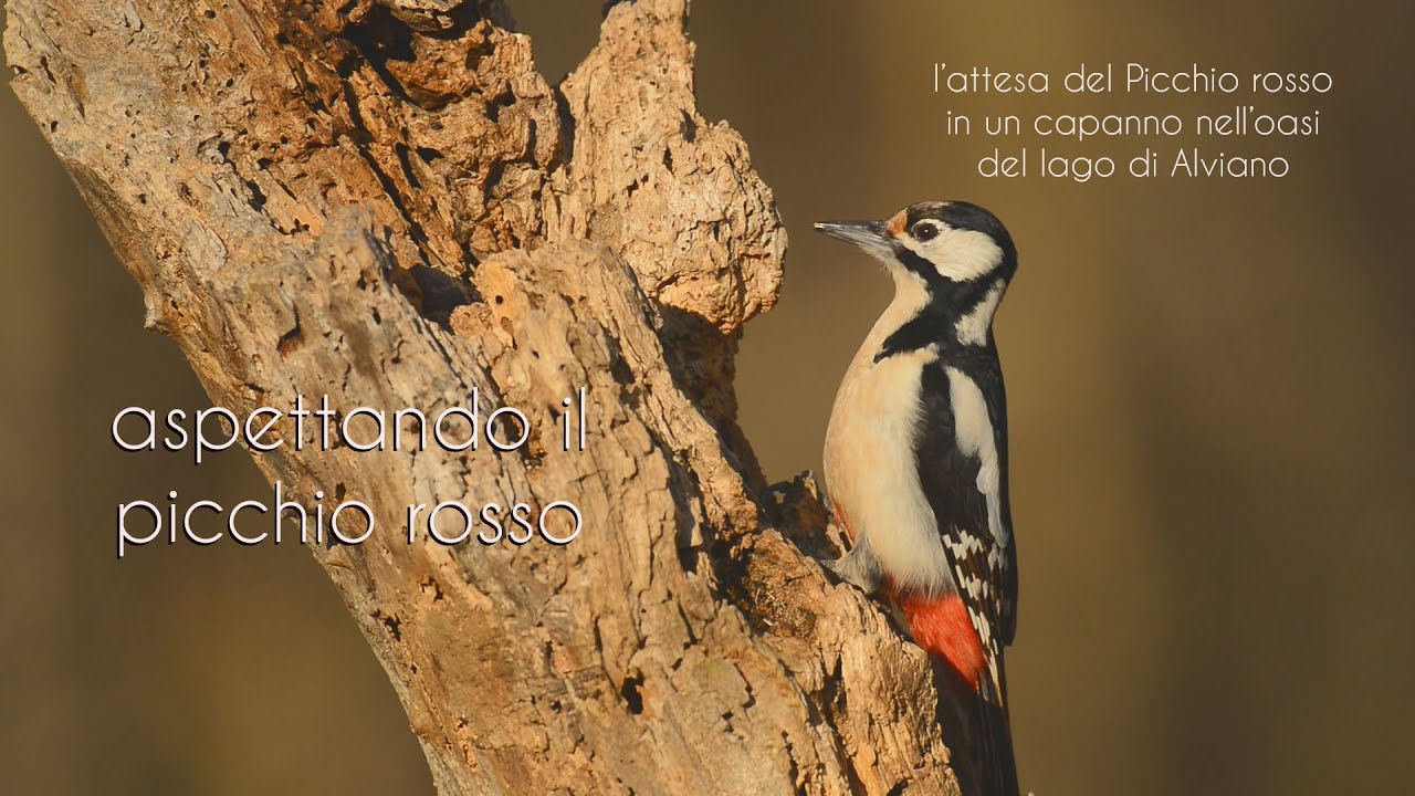 aspettando il picchio rosso