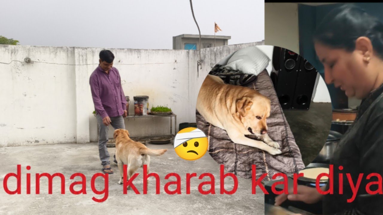 Sab ke sab Ho Gaye Aaj pagal 😵‍💫 dimag kharab kar diya 🤕#vlog #familyvlog @rashmipanwar01 