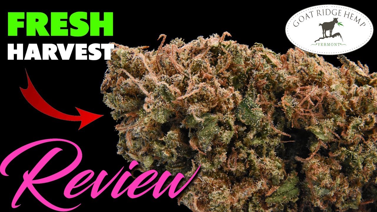 Goat Ridge Hemp New Harvest! Royal OG and Critical Berries | CBD Hemp Flower Review