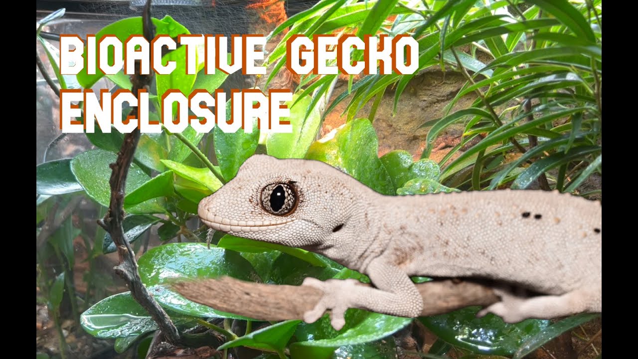 Northern Spiny-tail Gecko Bioactive Enclosure Setup