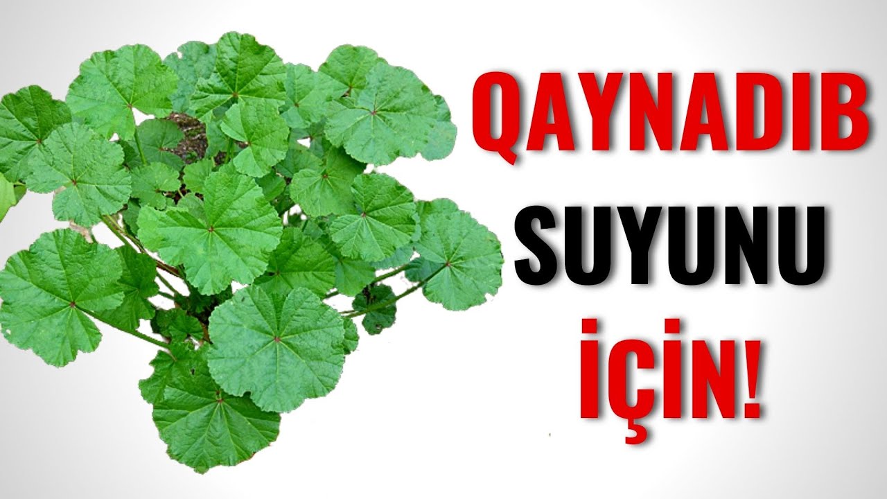 Küçələrdə Yabanı Halda Bitir - MÖCÜZƏVİ BİTKİ BALBA