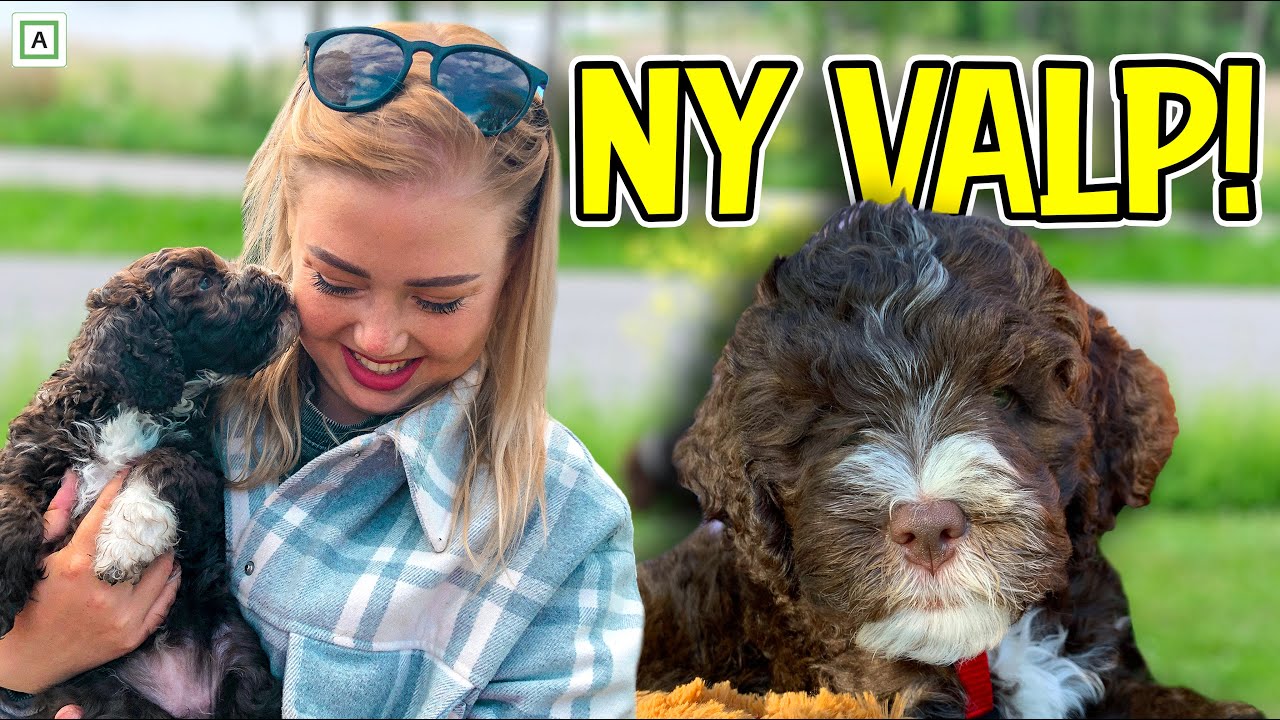 Tilbake fra 71° Nord Kjendis, og får en NY VALP! - vlogg