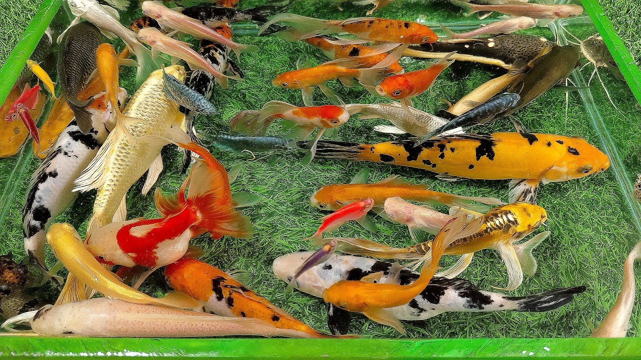 Amazing Aquarium Unboxing Ikan Hias Warna Warni, Ikan Sepat, Ikan Mas Koki, Ikan Koi Slayer, Glofish