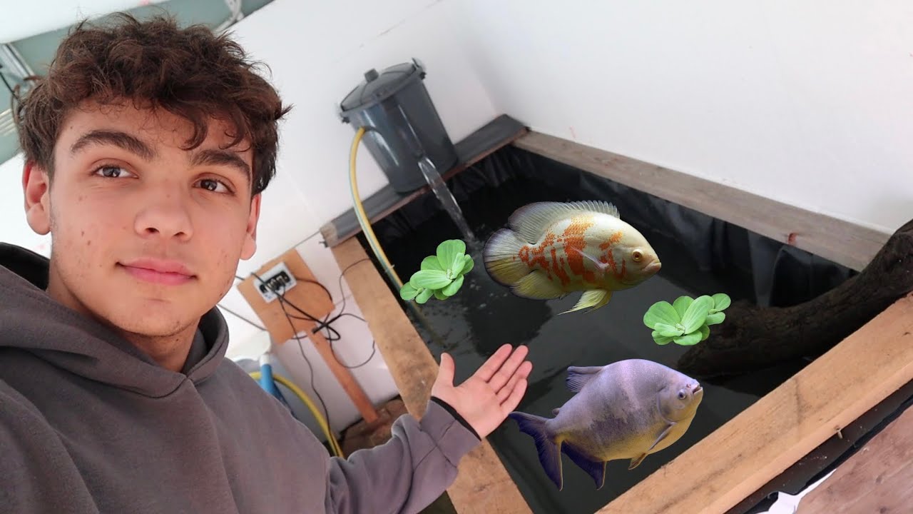Ho allestito una vasca GIGANTE per pesci predatori !