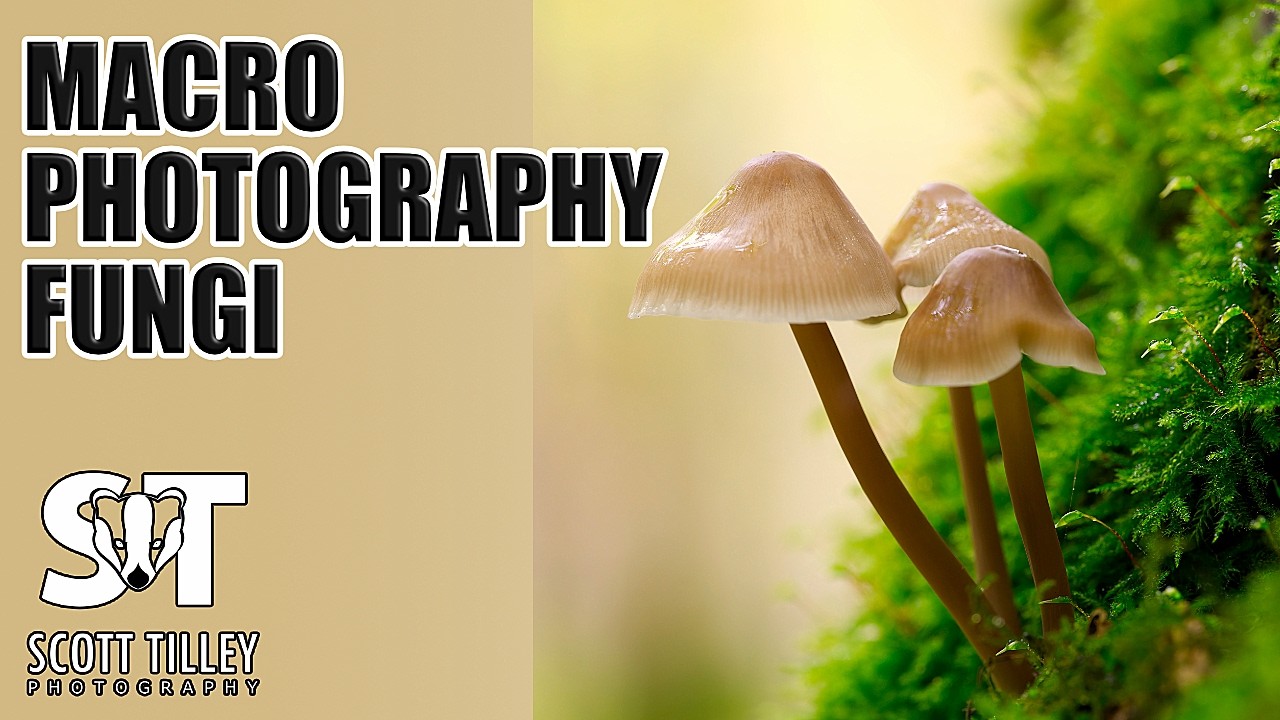 Elevate Your Macro Photography Game with HOUSEHOLD ITEMS!