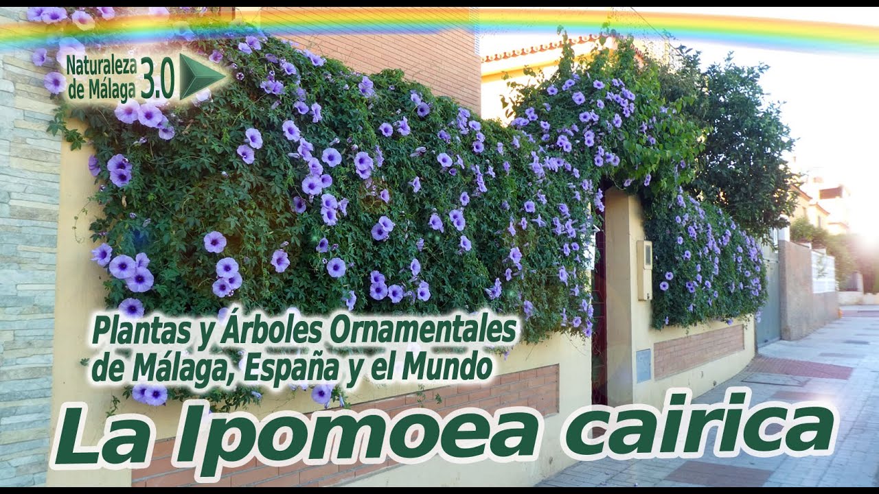 IPOMOEA CAIRICA - CAMPANILLA PALMEADA O CAMPANITA LILA