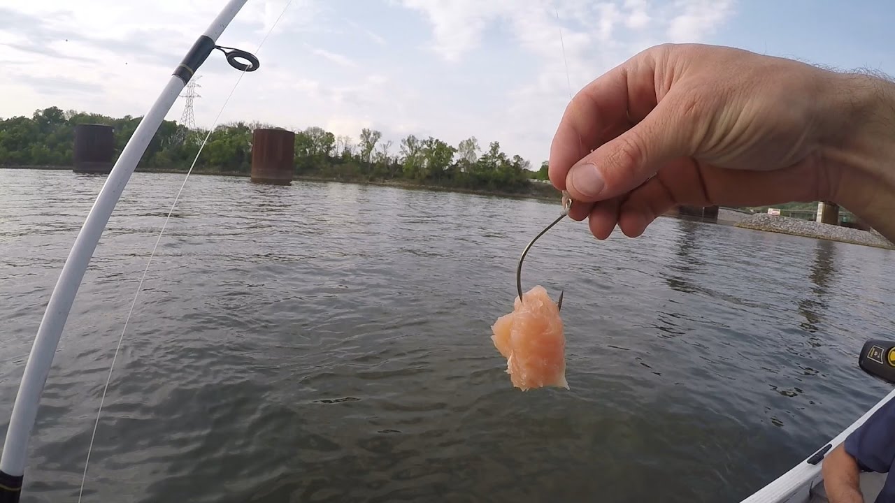 Free-Lining Chicken to Catch Catfish in VERY SHALLOW WATER