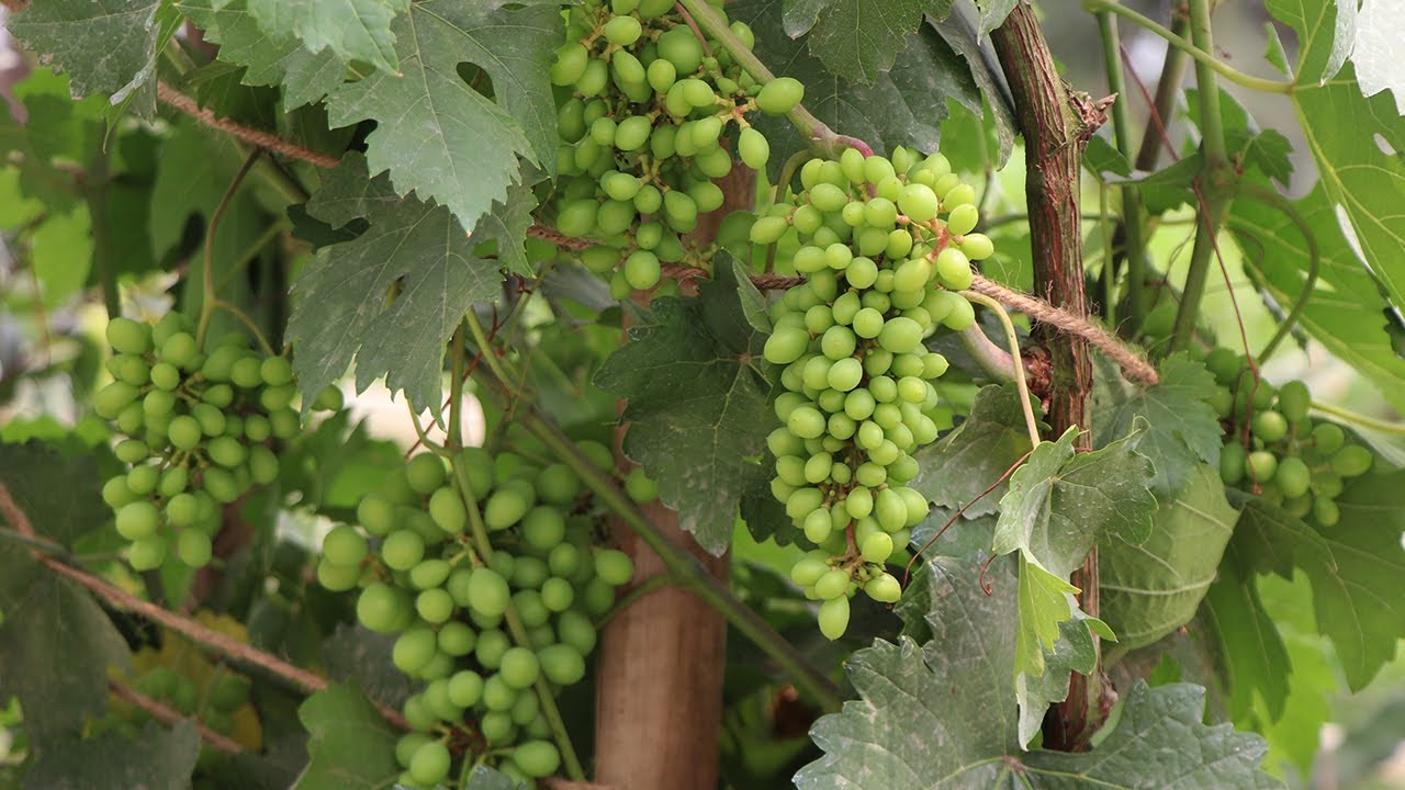 টবে অস্ট্রেলিয়ান মিষ্টি আঙ্গুর চাষ । Grape farming in Bangladesh
