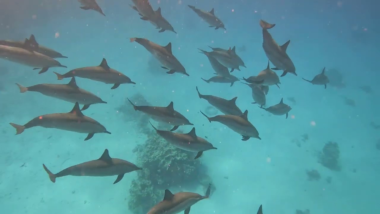 Dolphins