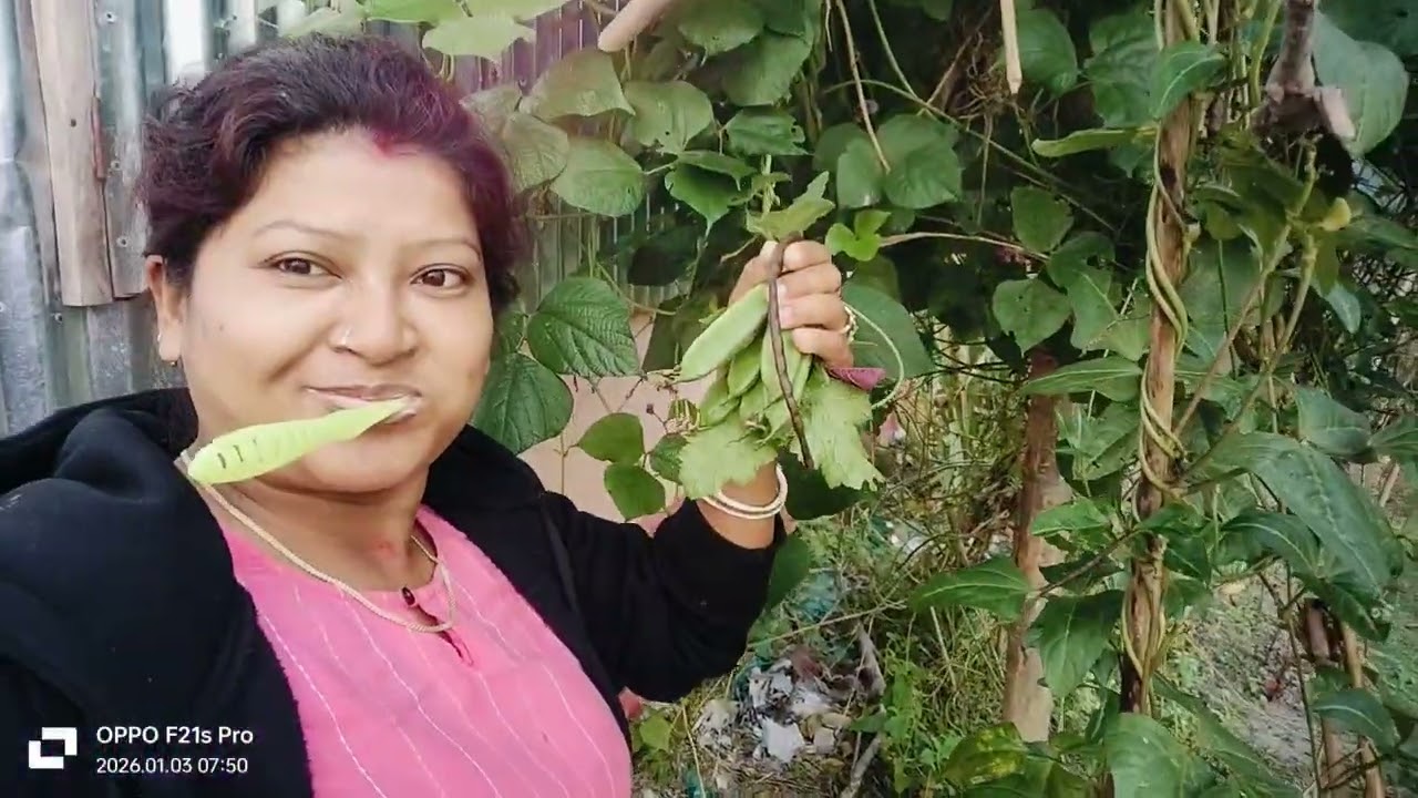 শখ করে শাক লাগিয়েছি 😊😊 খেতে ইচ্ছে করবেই।।   #vlog #yt #bengali 