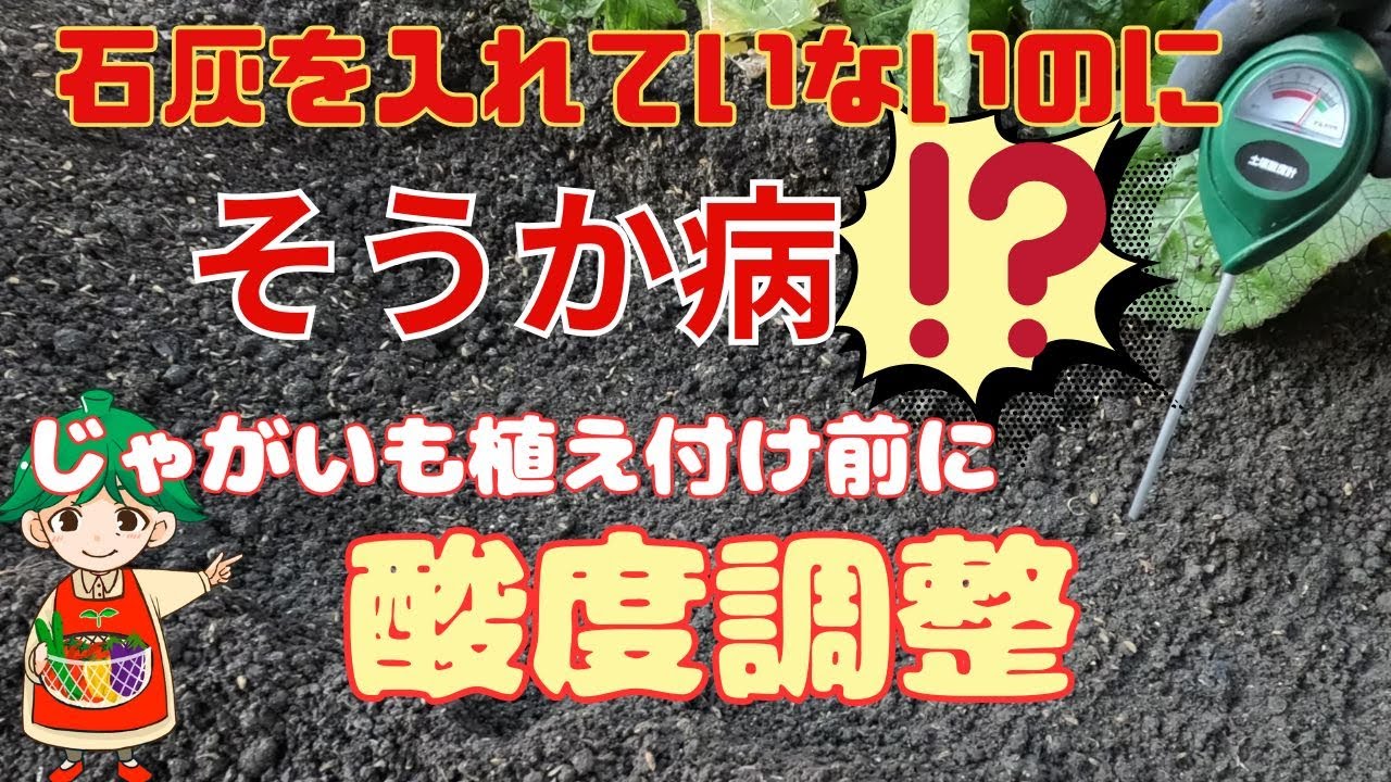 【じゃがいもの土壌改良として】アルカリ性土壌をピートモスと酸度計で効果的に酸度調整する方法