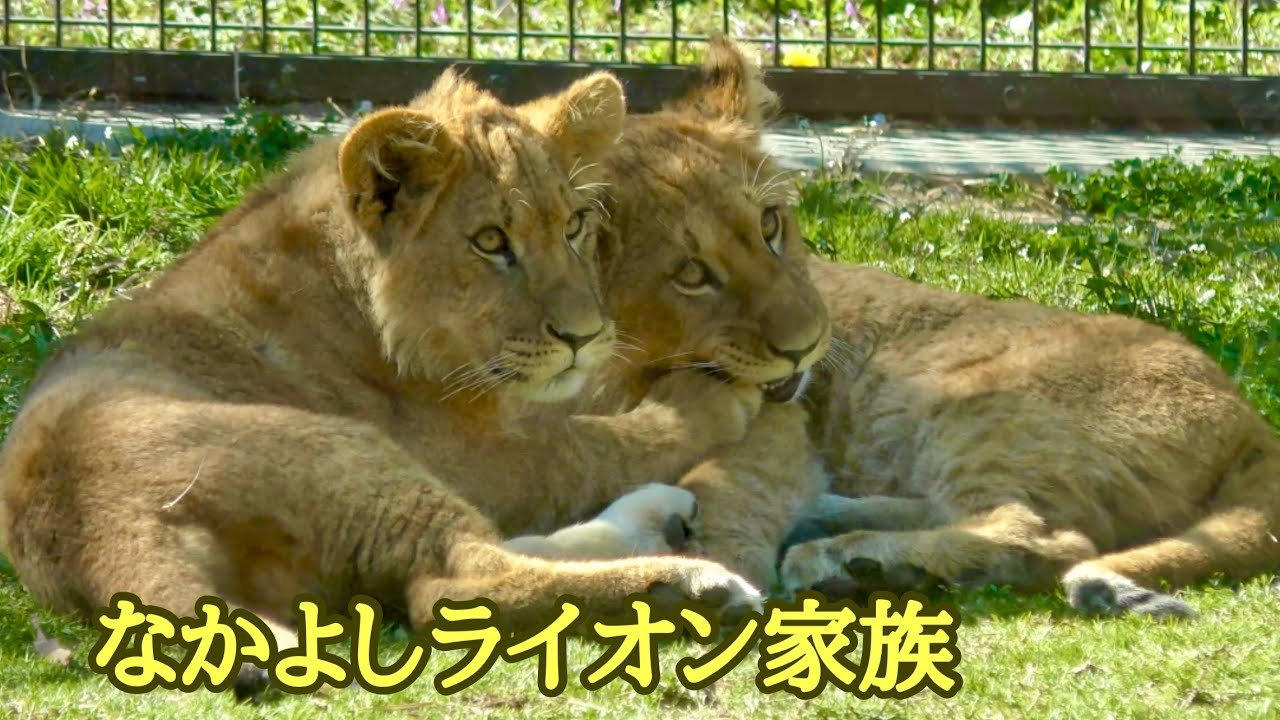 シルクママのそばで遊ぶチビーズライオンたち【のんほいパーク】Lion Silk Den Al Vega Toyohashi Zoo 