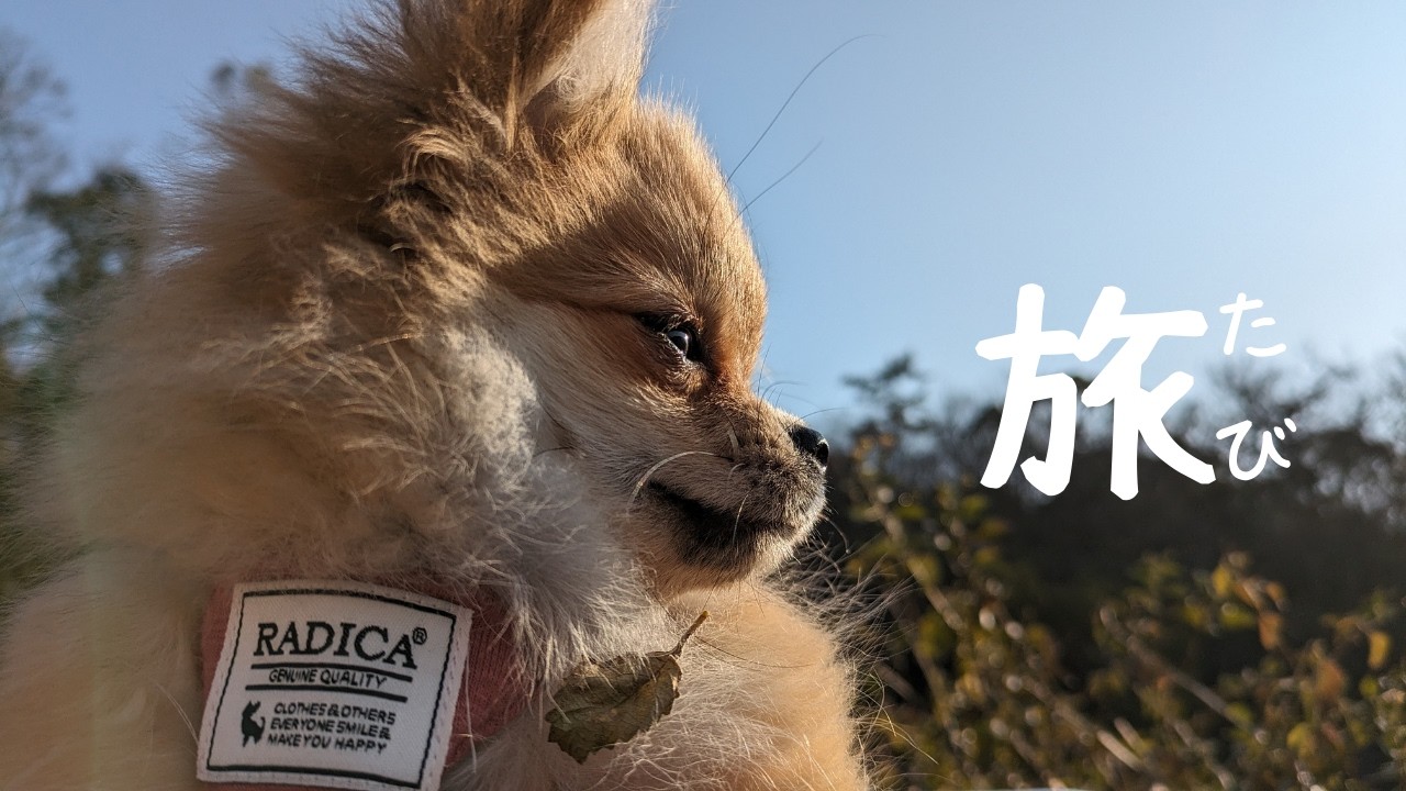 仔犬と超有名うどん屋さんへ行ったら感動した【ポメチワ】【旅行】