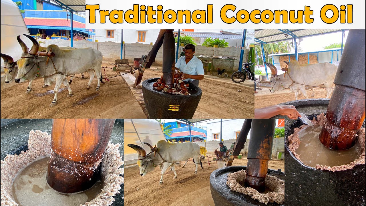 Traditional Bull Driven Coconut Oil Making | Indian Street Food