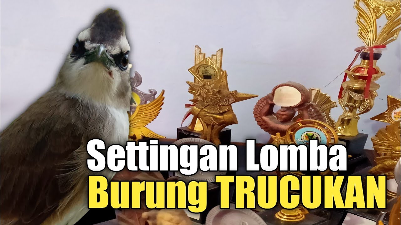 Cara Setting TRUCUKAN untuk Lomba